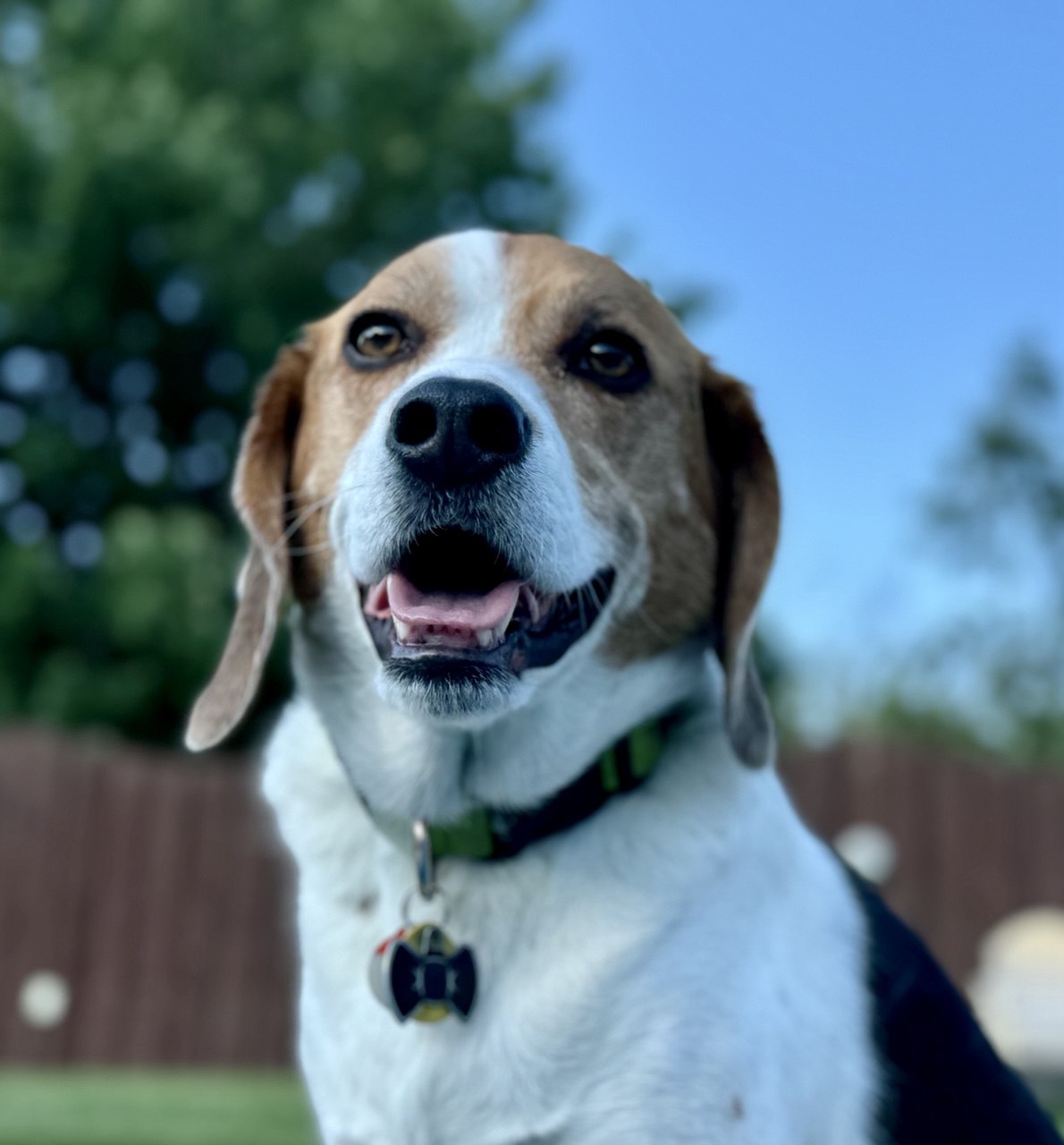 Happy beagle dog looking at the camera