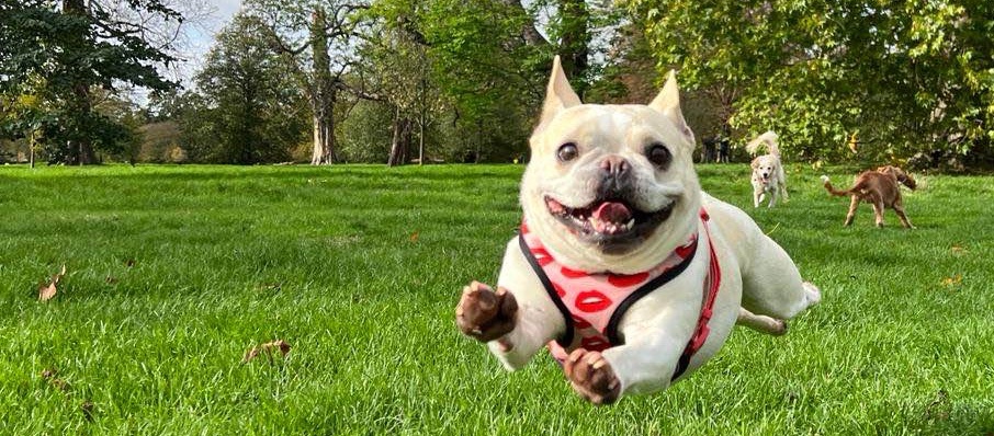 dog playing and jumping